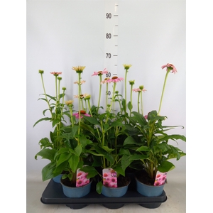 Echinacea  'Sombrero Rose'