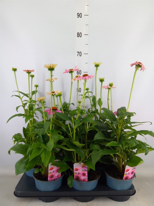 <h4>Echinacea  'Sombrero Rose'</h4>