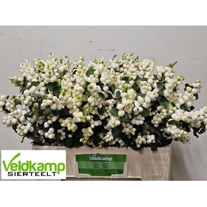 SYMPHO MAG LEMO LIME