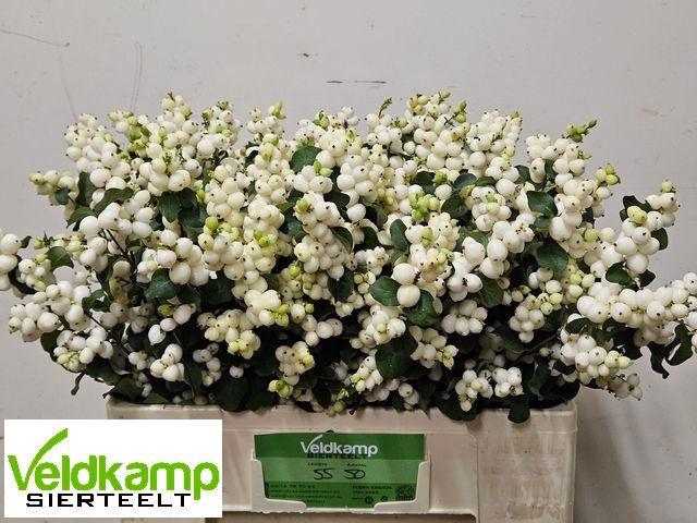 <h4>SYMPHO MAG LEMO LIME</h4>