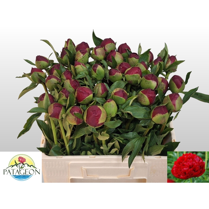 <h4>PAEO CHRISTM VELVET</h4>