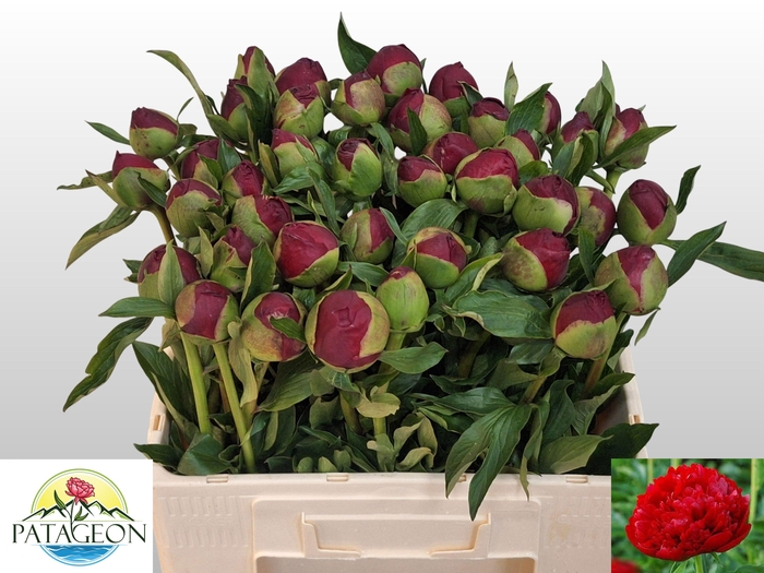 <h4>PAEO CHRISTM VELVET</h4>