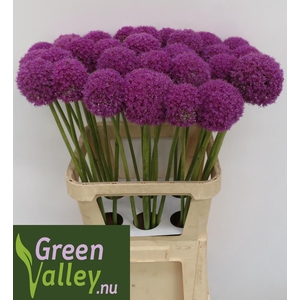 ALLIUM GIGANTEUM