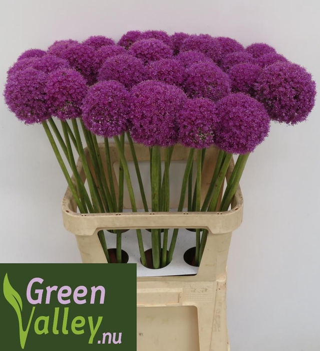 ALLIUM GIGANTEUM