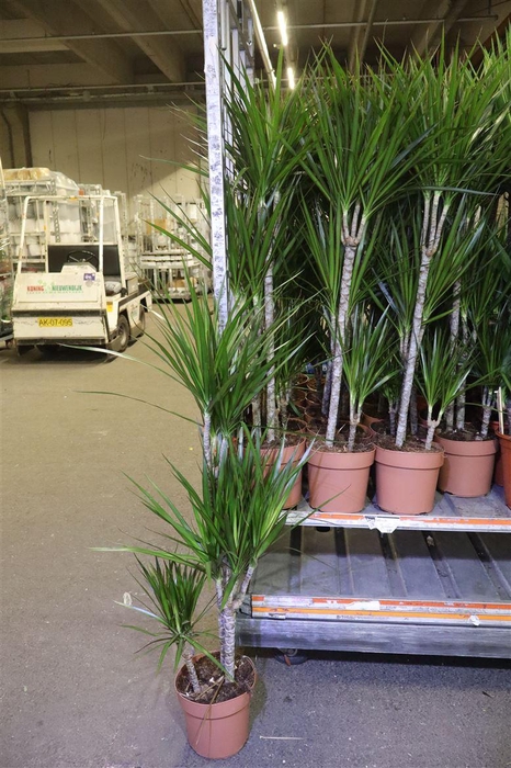 <h4>arr8 Dra Marginata</h4>