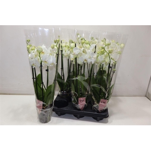 arr8 Phal An Inverness