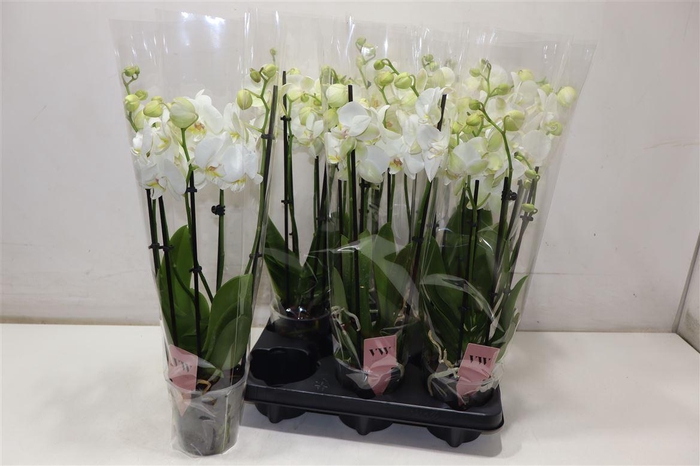 <h4>arr8 Phal An Inverness</h4>