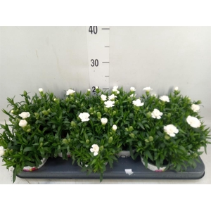 Dianthus  'Oscar White'