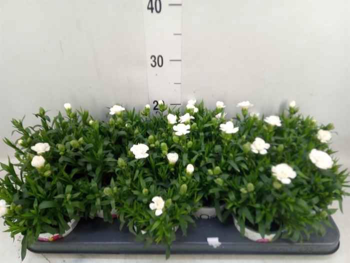 <h4>Dianthus  'Oscar White'</h4>