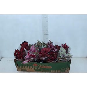 BEGONIA BELEAF P11 PO