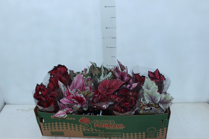 <h4>BEGONIA BELEAF P11 PO</h4>