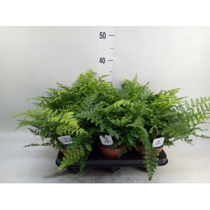 Asplenium 'Parvati'