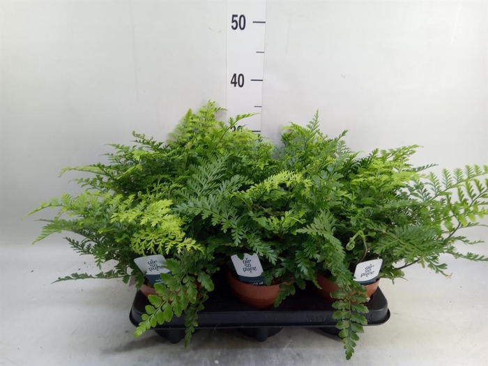 <h4>Asplenium 'Parvati'</h4>