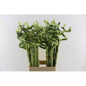 Drac S Lucky Bamboo