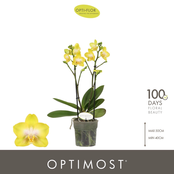<h4>Optimost Arezzo 2 spike</h4>