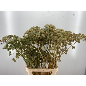 FOENICULUM VULGARE
