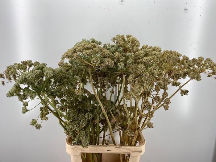 <h4>FOENICULUM VULGARE</h4>