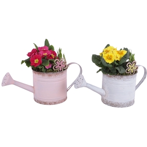 Early Spring Arr. Outdoor Zinc WateringCan Vintage Ø36cm 2PP