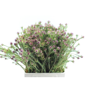 Leucad Jubilee Crown