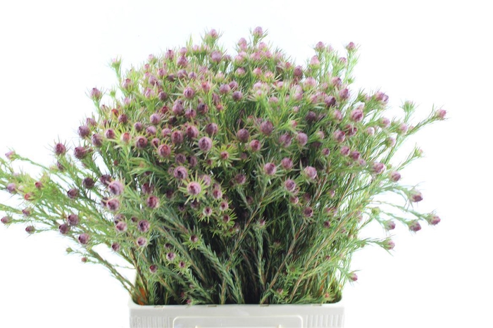 <h4>Leucad Jubilee Crown</h4>