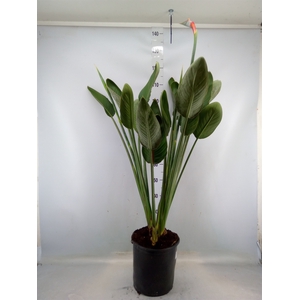 Strelitzia reg.