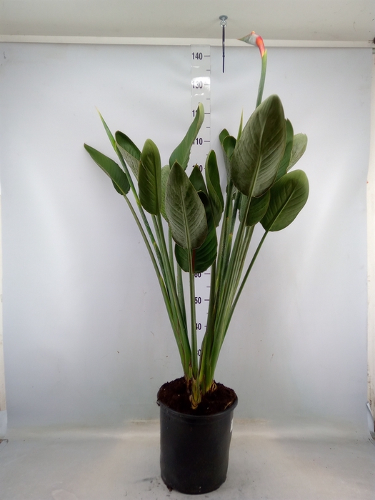 <h4>Strelitzia reg.</h4>