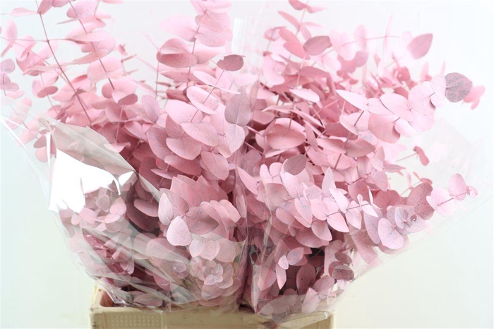 Euca Cinerea Pink P Bunch