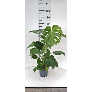 MONSTERA DELICIOSA