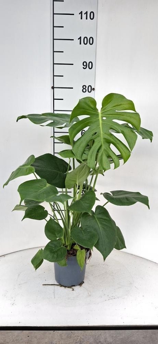 <h4>MONSTERA DELICIOSA</h4>