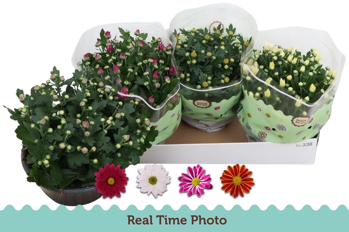 <h4>CHRYS GEM 4 KL</h4>