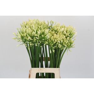 Agapanthus Gletsjer