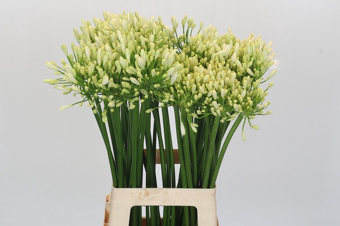 Agapanthus Gletsjer