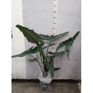 Alocasia   ...