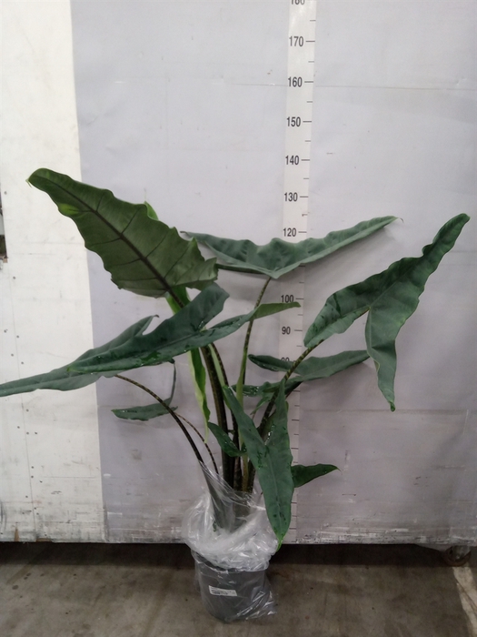 <h4>Alocasia   ...</h4>