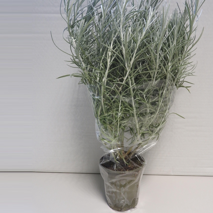 <h4>Currykruid P12</h4>