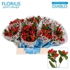 Hyp Coco Diablo