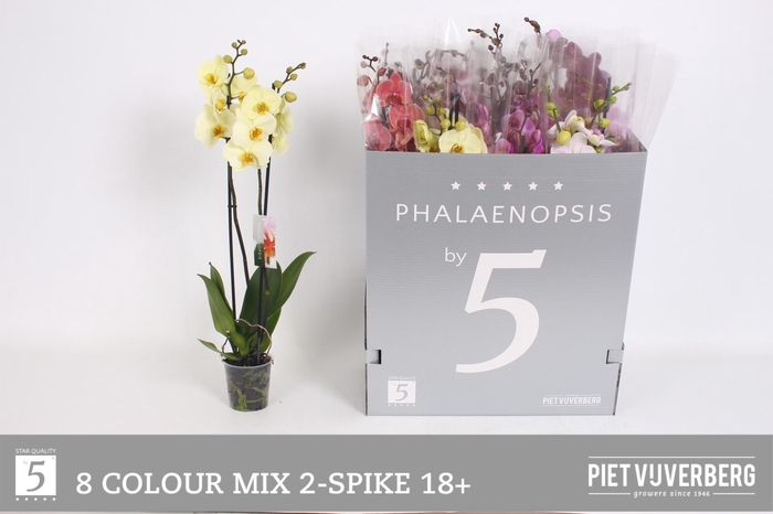 <h4>PHAL GEM 8 KL</h4>