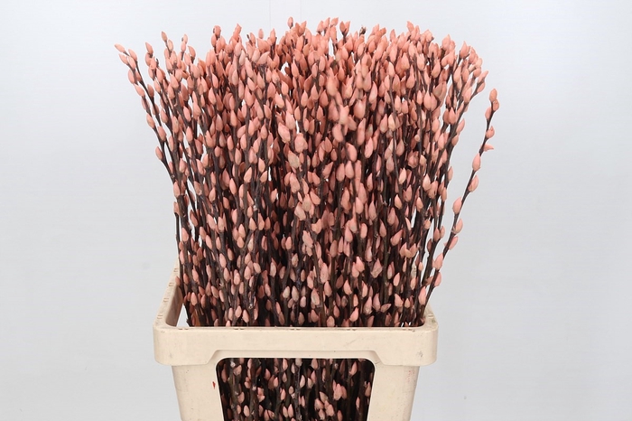 <h4>Salix Caprea Snow Flake P. Salmon</h4>