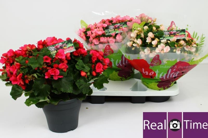 <h4>BEG EN BETULIA GEM</h4>