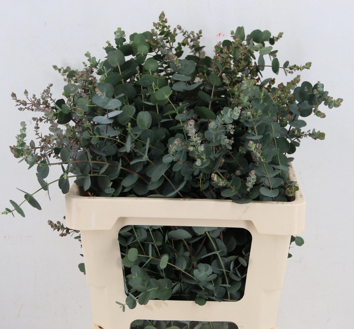 <h4>EUCA GU AZURA</h4>