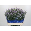 Aster Cassandra
