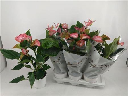 <h4>Anthurium (Andreanum Grp) Livium</h4>