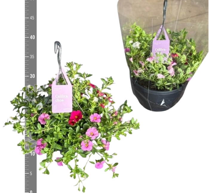 <h4>CALIB TR TRICOLORE</h4>