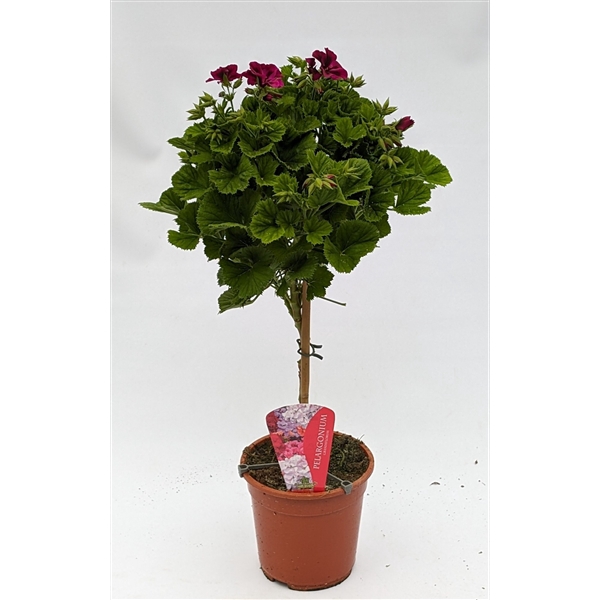 Pelargonium Grandiflorum op stam roze/paars