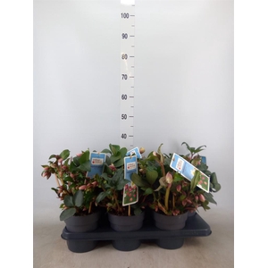 Helleborus  'Angel Glow'