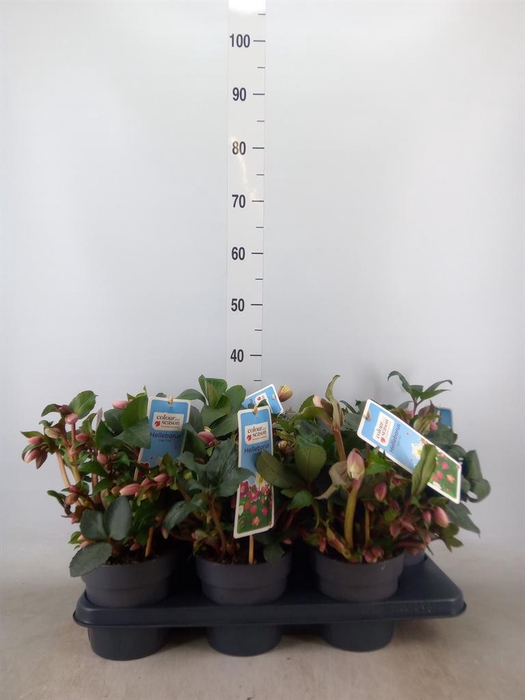 <h4>Helleborus  'Angel Glow'</h4>