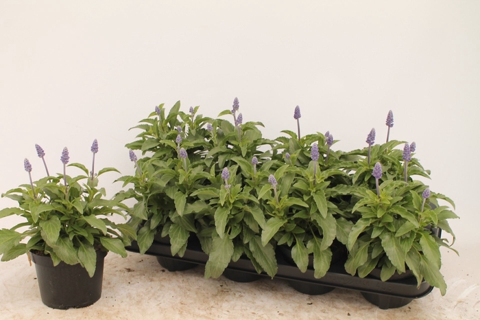 <h4>Salvia farinacea</h4>