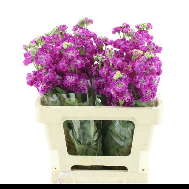<h4>MATTH STOX DEEP ROSE</h4>