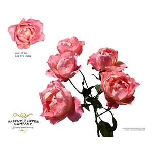Rosa spray garden julietta pretty pink