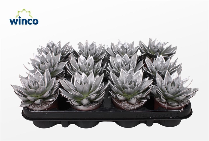 <h4>Echeveria Agavoides Paint Silver</h4>